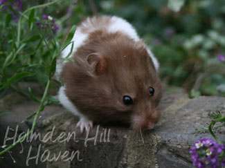 Raspberry- Chocolate Banded Longhaired